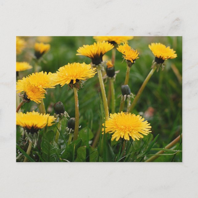 Cartão Postal Dandelion Field (Frente)