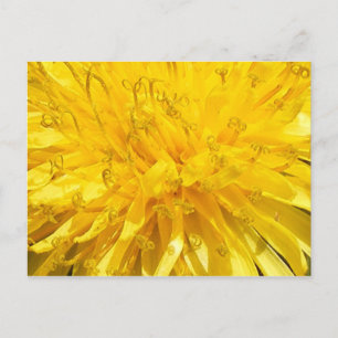 Cartão Postal Dandelion Flower