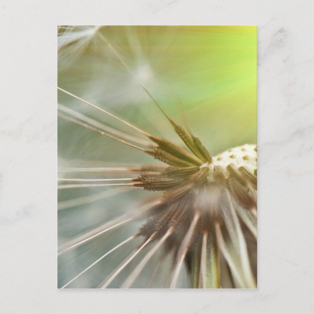 Cartão Postal Dandelion Flower (Frente)