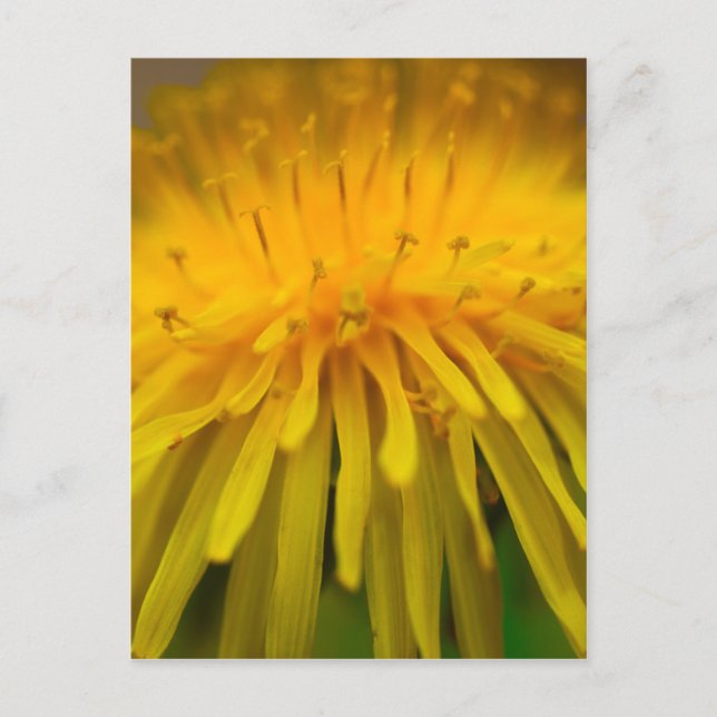 Cartão Postal Dandelion Flower | Fotografia Floral e Macro (Frente)