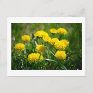 Cartão Postal Dandelion Flowers Dandelions Amarelo Verde