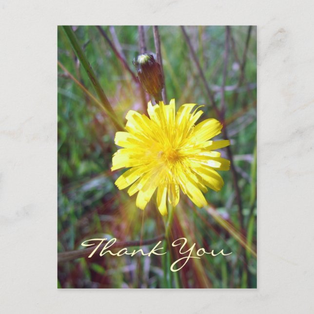 Cartão Postal Dandelion Glow (Frente)