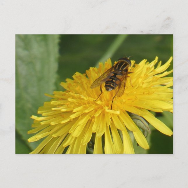 Cartão postal Dandelion & Insect DIY (Frente)