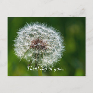 Cartão Postal Dandelion Na Luz Pensando Em Você