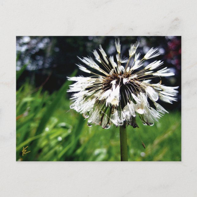 Cartão Postal Dandelion Poof with Dew Peaceful Nature (Frente)