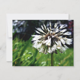 Cartão Postal Dandelion Poof with Dew Peaceful Nature