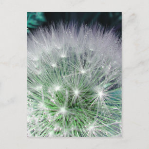 Cartão Postal Dandelion verde e branco legal com gotas d'água