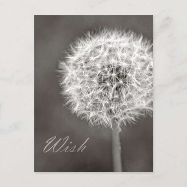 Cartão Postal Dandelion Wish (Frente)