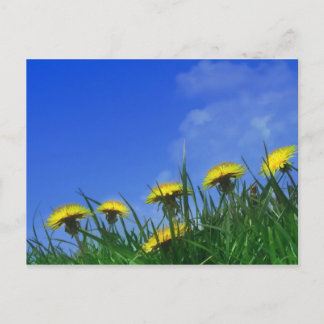Cartão Postal Dandelions