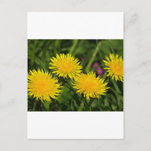 Cartão Postal Dandelions