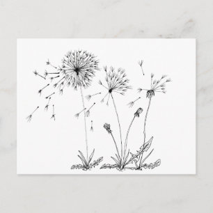 Cartão Postal Dandelions