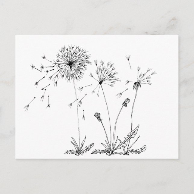 Cartão Postal Dandelions (Frente)