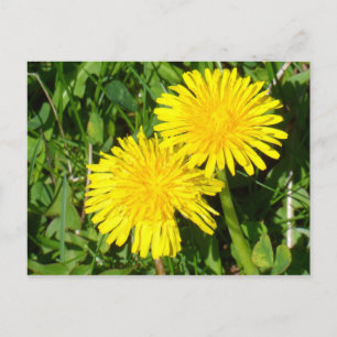 Cartão Postal Dandelions