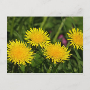 Cartão Postal Dandelions