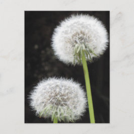 Cartão postal - Dandelions