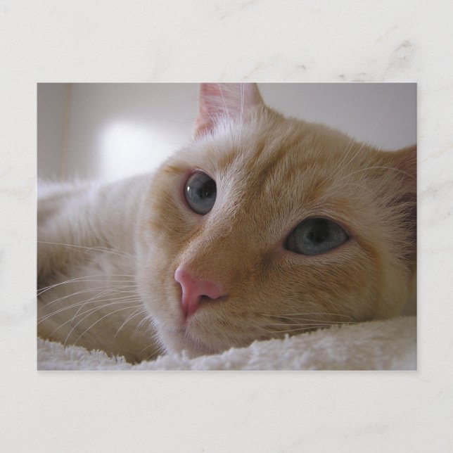 Cartão Postal Daniel nº 2 (Frente)