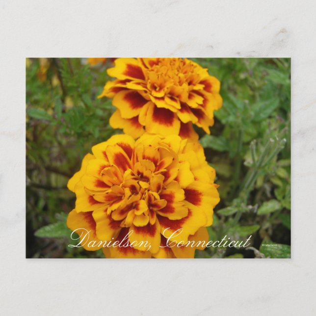 Cartão Postal Danielson, Ct (Frente)