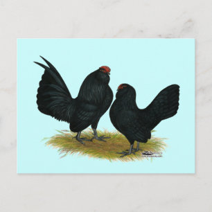 Cartão Postal D'Anvers Black Bantams