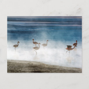 Cartão Postal Danza de Flamencos, Salar de Uyuni, Bolívia.