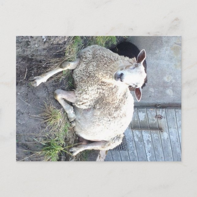 Cartão Postal Dåris - a ovelha mais fixe da aldeia (Frente)