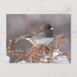 Cartão Postal Dark-eyed Junco