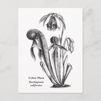 Cartão Postal Darlingtonia californica, Planta Carnívora
