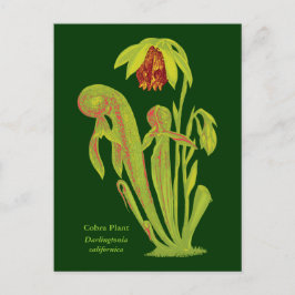 Cartão Postal Darlingtonia californica, Planta Carnívora