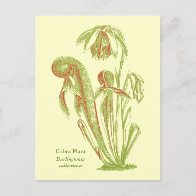 Cartão Postal Darlingtonia californica, Planta Carnívora (Frente)