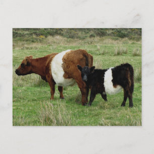 Cartão Postal Dartmoor Abaixo Da Vaca Galloway E Da Feira