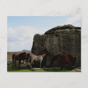 Cartão Postal Dartmoor Ponies Sheltering Bone Hill Rocks .1.