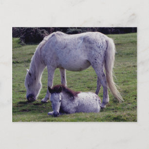 Cartão Postal Dartmoor Pony Cinza Mare Grazeing Foto Resting