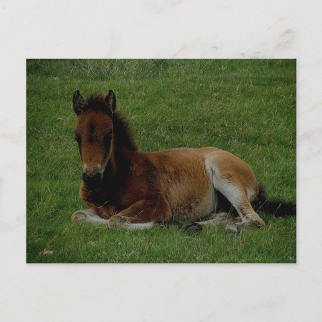 Cartão Postal Dartmoor Pony descansando. (Frente)