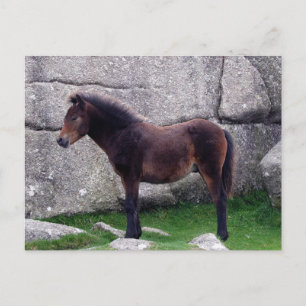 Cartão Postal Dartmoor Pony Foal Sheltering Bone Hill Rocks