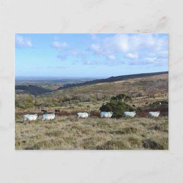Cartão Postal Dartmoor Sheep (Frente)