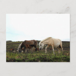Cartão Postal Dartmoor Wild Ponies