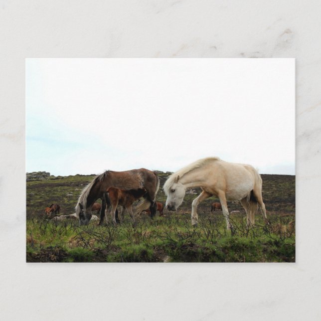 Cartão Postal Dartmoor Wild Ponies (Frente)