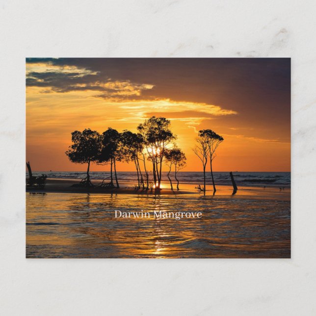 Cartão Postal Darwin mangrove, Austrália (Frente)