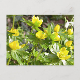 Cartão postal das Aconites de inverno