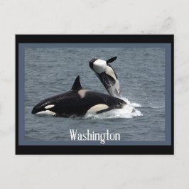 Cartão postal das Baleias Washington