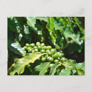Cartão postal das Berries Green Caffee