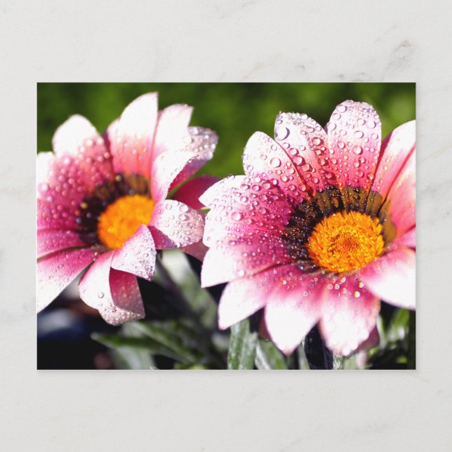 Cartão postal das flores (Frente)