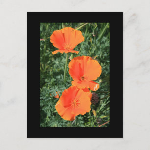 Cartão postal das Flores da Califórnia