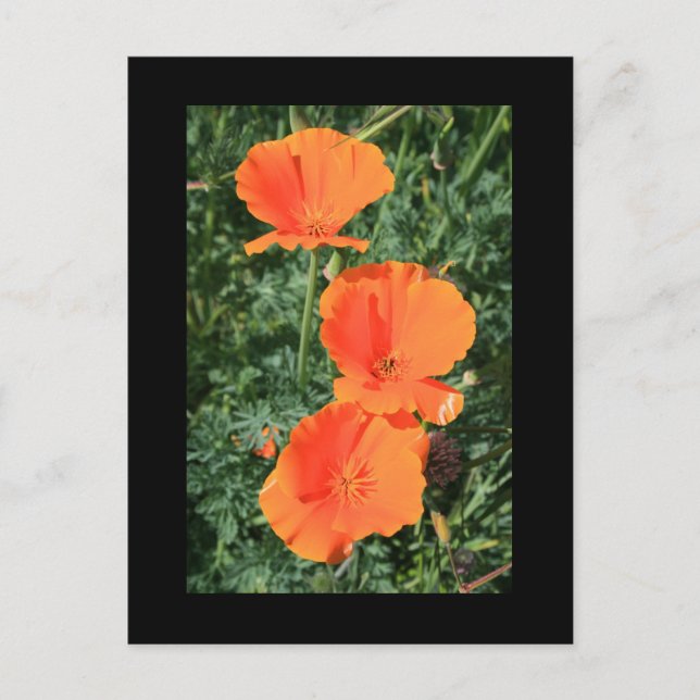 Cartão postal das Flores da Califórnia (Frente)