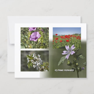 Cartão postal das flores de Chipre