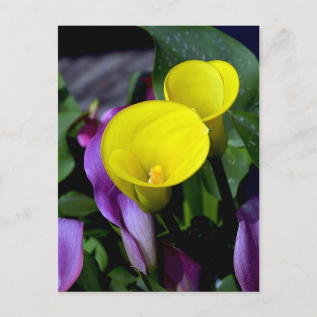 Cartão postal das flores de lírio púrpura e amarel (Frente)