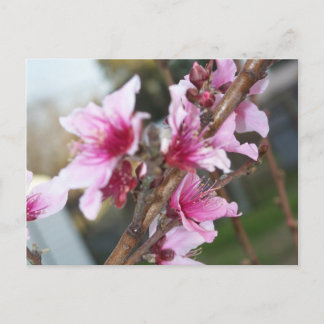 Cartão Postal das Flores de Nectarina