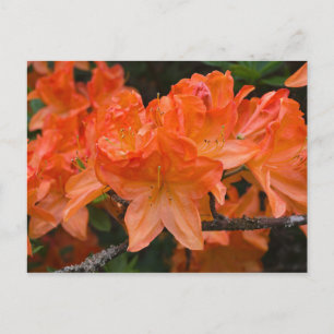 Cartão postal das flores de Orange Rhododendron