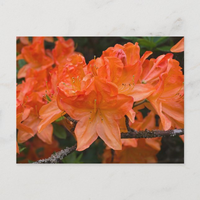 Cartão postal das flores de Orange Rhododendron (Frente)