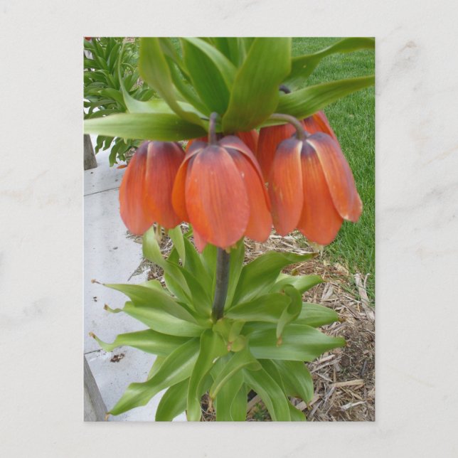 Cartão postal das flores laranja Fritillaria Imper (Frente)