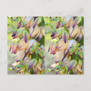 cartão postal das flores yucca
